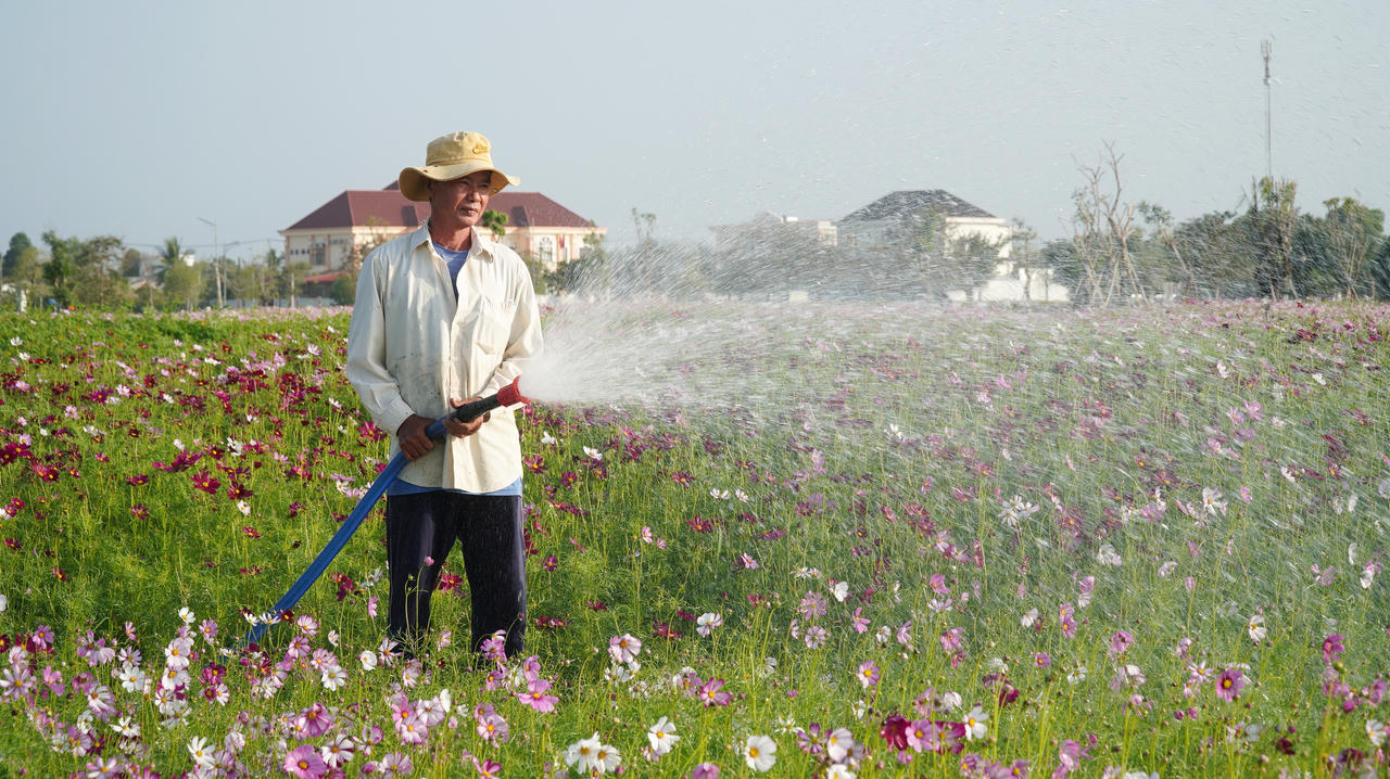Công nhân tất bật chăm sóc, tưới nước vườn hoa sao nhái để phục vụ nhu cầu tham quan của du khách.