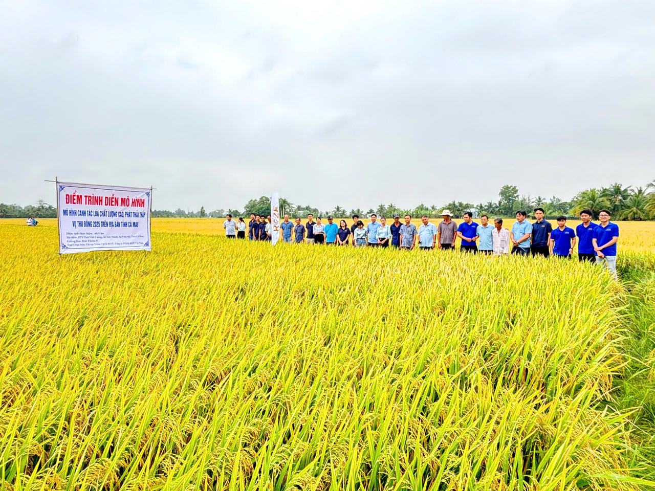 Vùng sản xuất lúa chất lượng cao, phát thải thấp tại HTX Nông nghiệp Vĩnh Cường (xã Vĩnh Mỹ), ghi nhận kết quả bước đầu triển khai Đề án phát triển 1 triệu hecta lúa bền vững gắn với tăng trưởng xanh đến năm 2030.