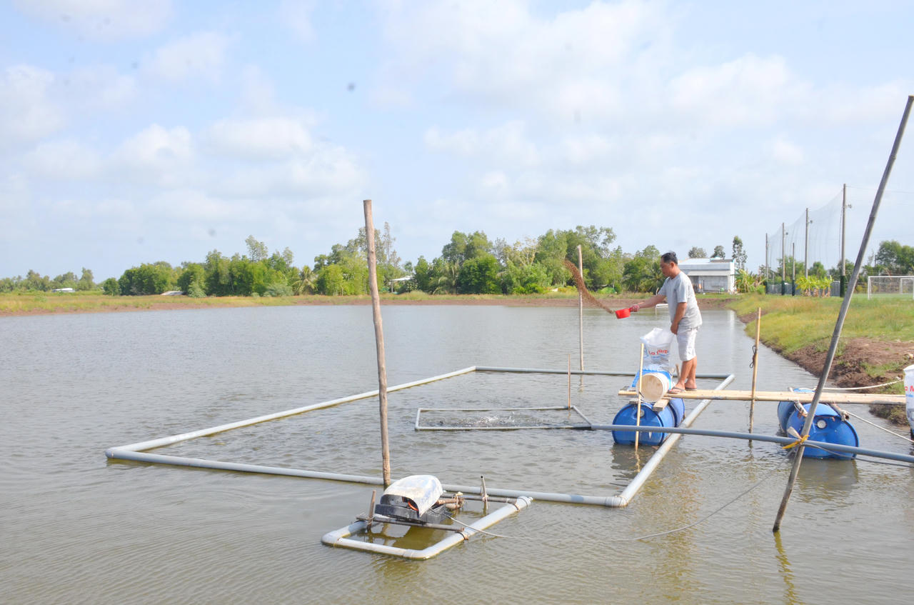 Xã Định Thành nhân rộng mô hình nuôi cá rô phi đơn tính khoảng 200 ha, giai đoạn nuôi thử nghiệm bước đầu mang lại hiệu quả kinh tế khả quan.