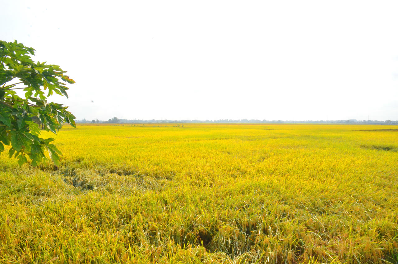 Nông nghiệp tiếp tục giữ vai trò trụ đỡ của nền kinh tế, với gần 10.000 ha gieo trồng, sản lượng lúa hơn 63.500 tấn; khoảng 6.000 ha được bao tiêu, góp phần ổn định đầu ra, nâng cao thu nhập cho nông dân.