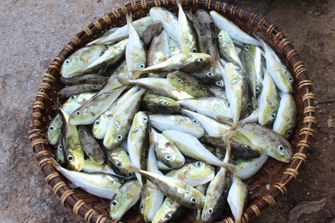 Bộ Y tế yêu cầu khẩn trương làm rõ vụ nghi ngộ độc thực phẩm do ăn cá nóc tại Quảng Ninh