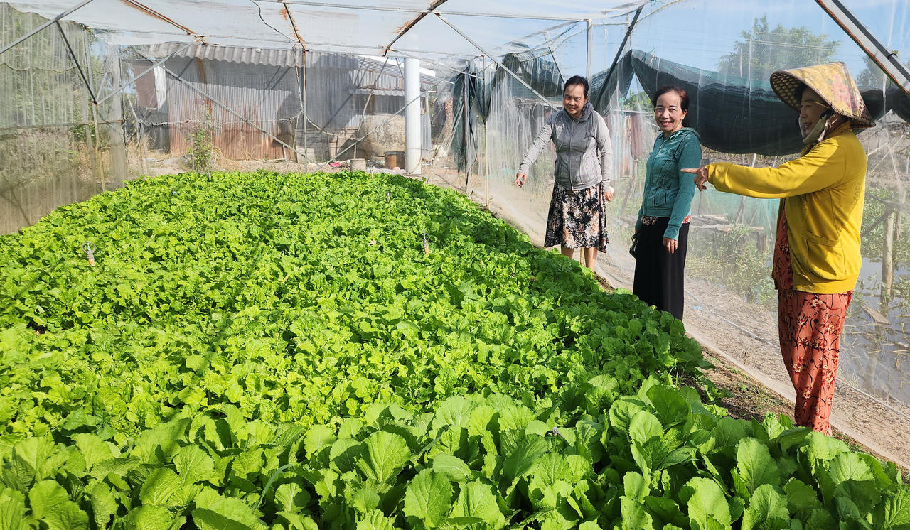 Diện tích gieo trồng rau màu trên địa bàn xã cơ bản đạt và vượt chỉ tiêu.