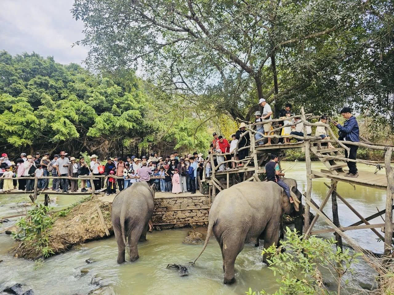 Du khách hào hứng khi thấy những chú voi hiền lành