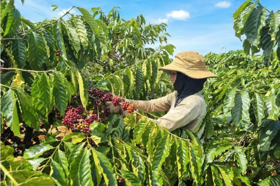 Chất lượng cà phê Gia Lai được đánh giá cao bởi hương vị mạnh mẽ đúng chất cà phê Việt.