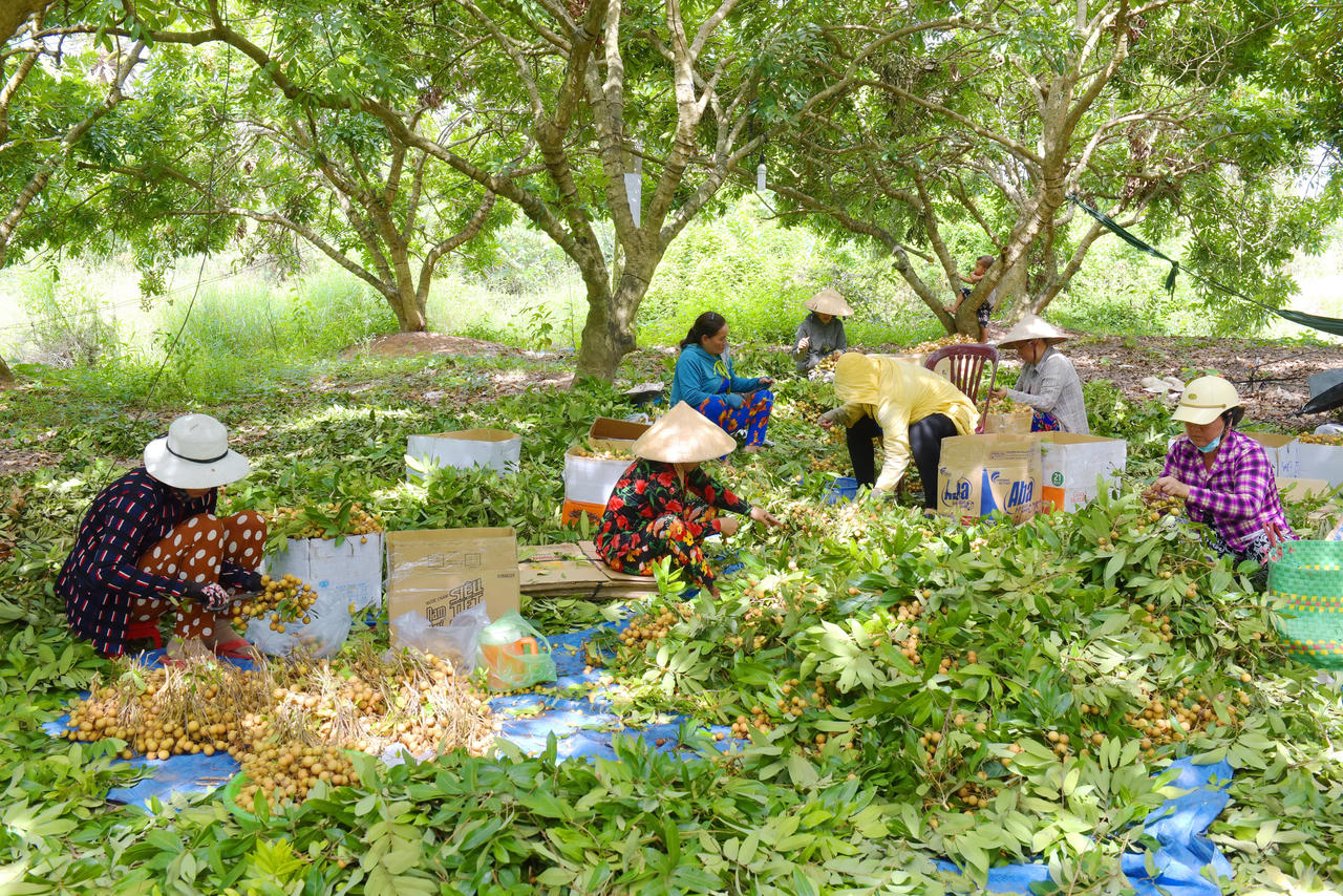Đề án “Phát triển cây Thanh nhãn Bạc Liêu gắn với du lịch sinh thái” phát huy hiệu quả, hình thành sản phẩm nông nghiệp đặc trưng phục vụ du lịch trải nghiệm; thương hiệu được bảo hộ từ năm 2014.
