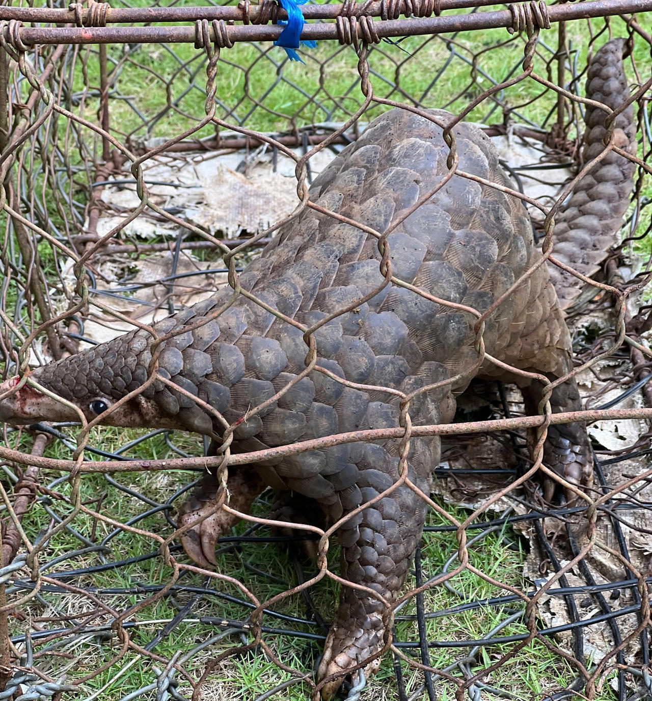 Cá thể tê tê quý hiếm anh Hải giao nộp cho lực lượng chức năng.