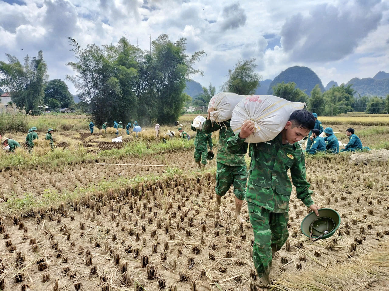 Các Chiến sĩ Đồn Biên phòng Ngọc Côn giúp người dân trên địa bàn thu hoạch lúa. (Ảnh: Đồn BP Ngọc Côn)