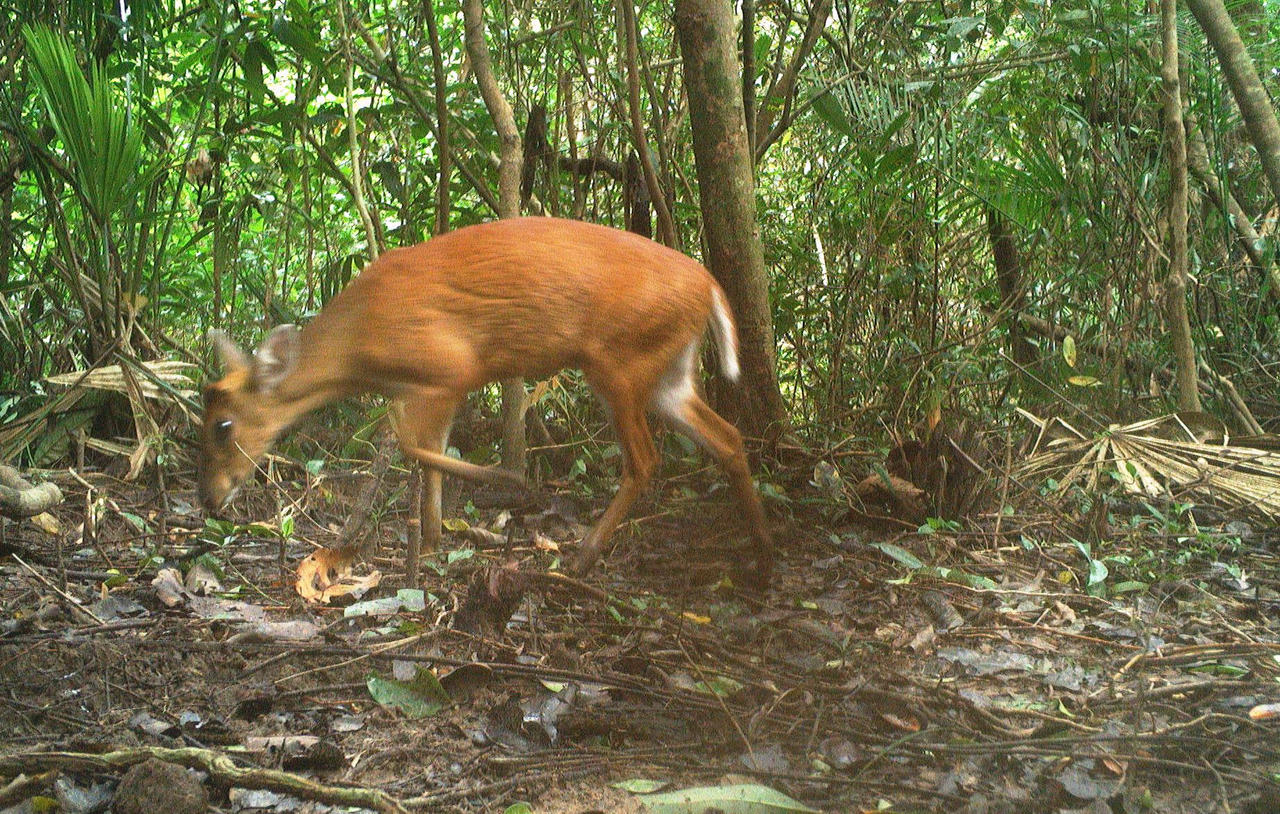 Thánh địa Mỹ Sơn ghi nhận 27 loài động vật hoang dã qua bẫy ảnh, có loài nguy cấp