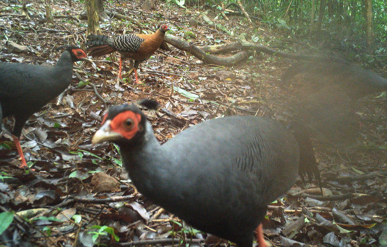 Thánh địa Mỹ Sơn ghi nhận 27 loài động vật hoang dã qua bẫy ảnh, có loài nguy cấp