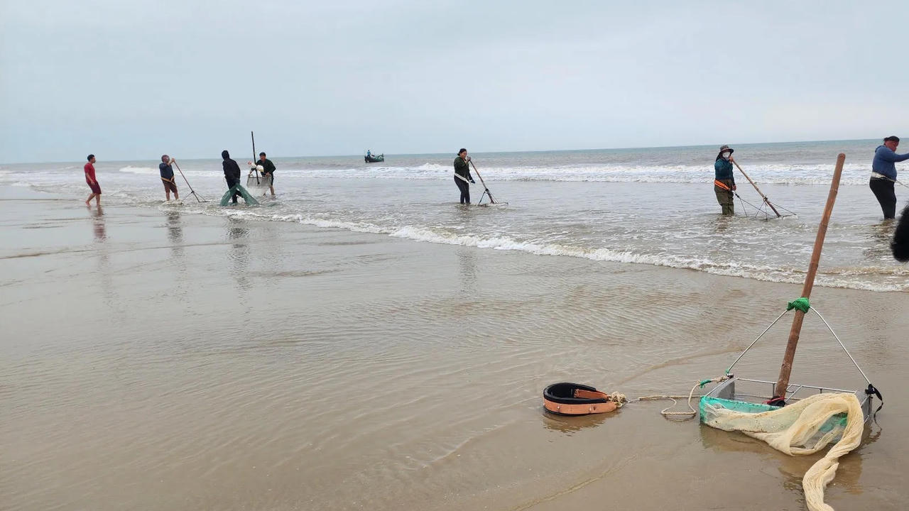 Từ ngày 20/2 tới nay, dọc bờ biển đoạn qua địa bàn xã Đồng Tiến và xã Yên Hòa sau khi thủy triều xuống để lại rất nhiều ốc tép dạt vào bờ.