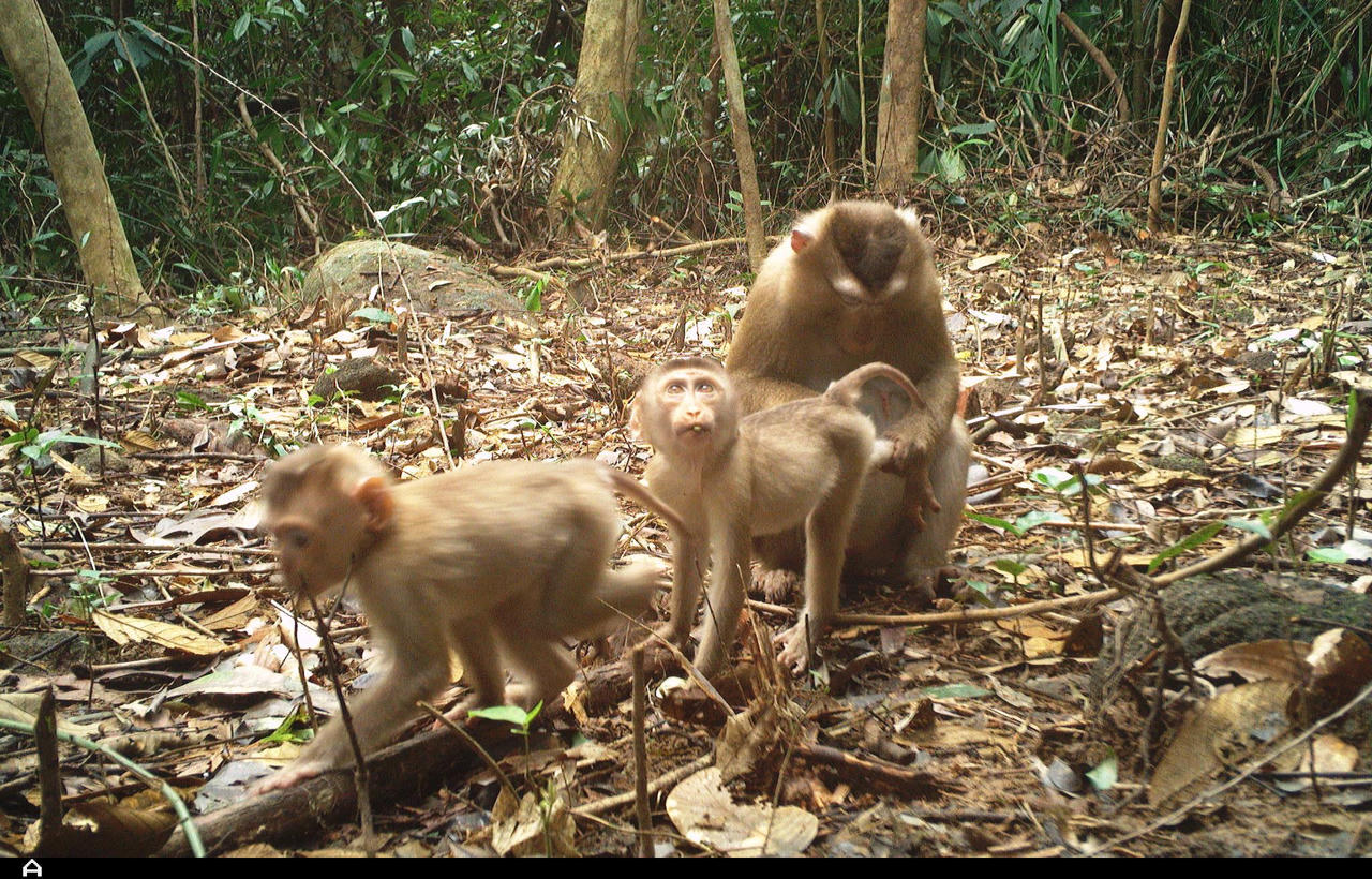 Thánh địa Mỹ Sơn ghi nhận sự xuất hiện của Khỉ đuôi lợn (Macaca leonina) loài được xếp hạng Sắp nguy cấp (VU) theo Danh lục Đỏ IUCN. 