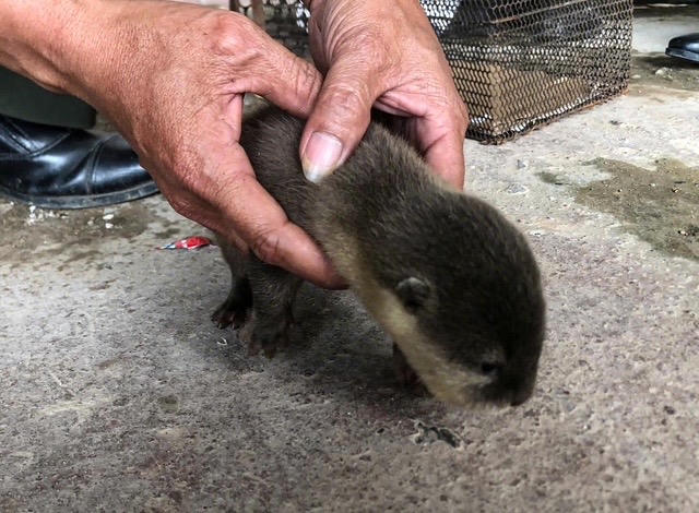 Cá thể rái cá đang được cán bộ Kiểm lâm chăm sóc trước khi chuyển về trung tâm cứu hộ.