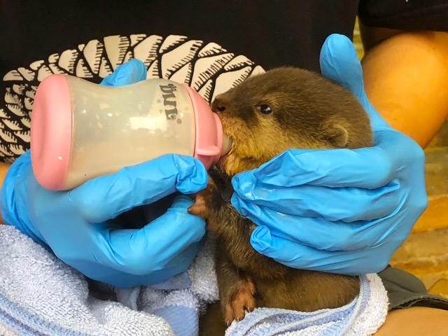 Con rái cá được chăm sóc, nuôi dưỡng đến khi đủ điều kiện thả về tự nhiên.