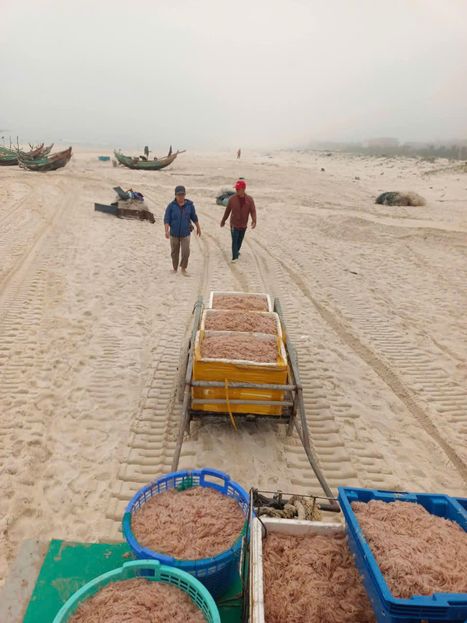 Một xã biển ở Quảng Trị liên tục trúng đậm mực, cá đầu năm, sản lượng hàng chục tấn
