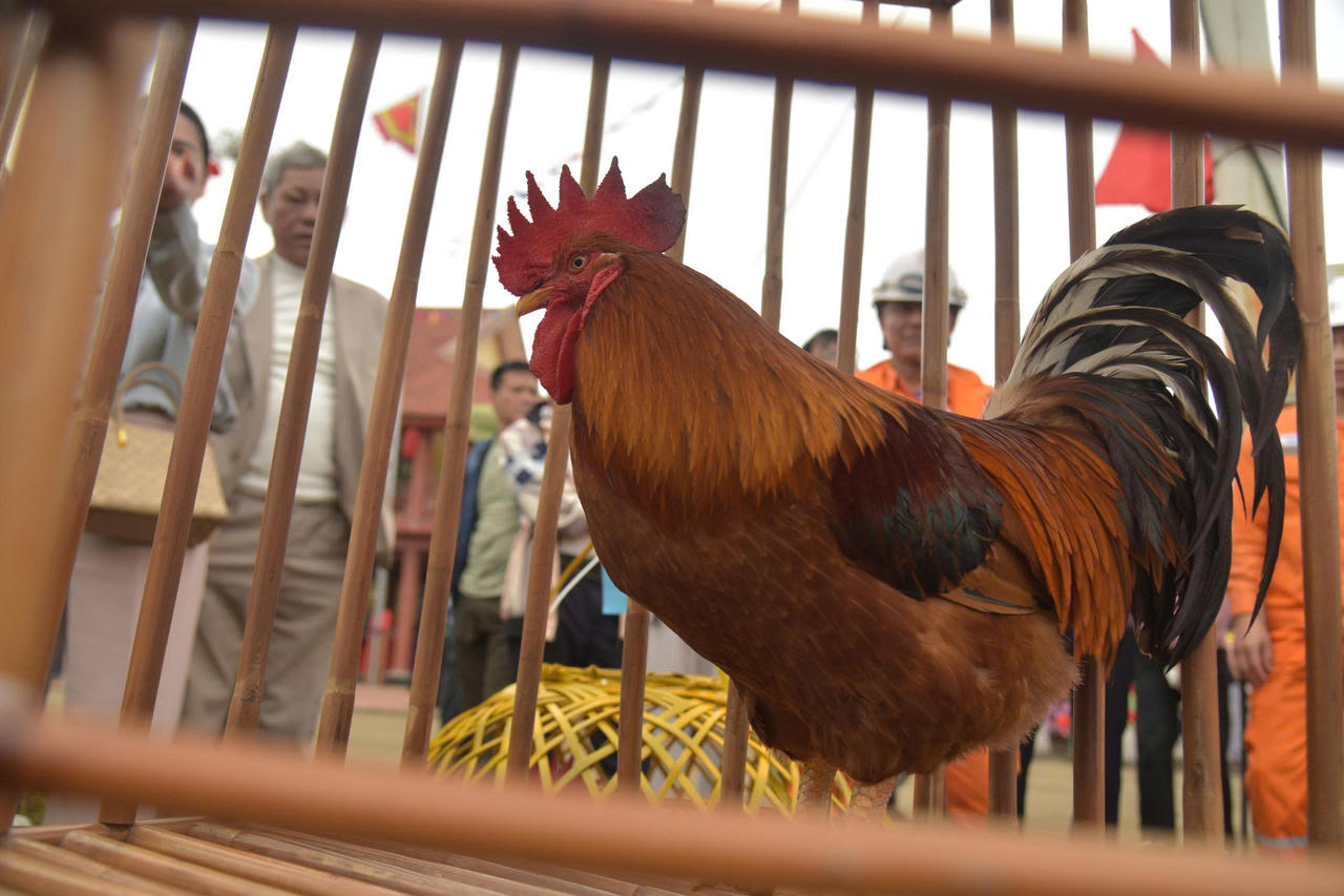 Quảng Ninh: Lễ hội truyền thống bồi đắp niềm tự hào dân tộc