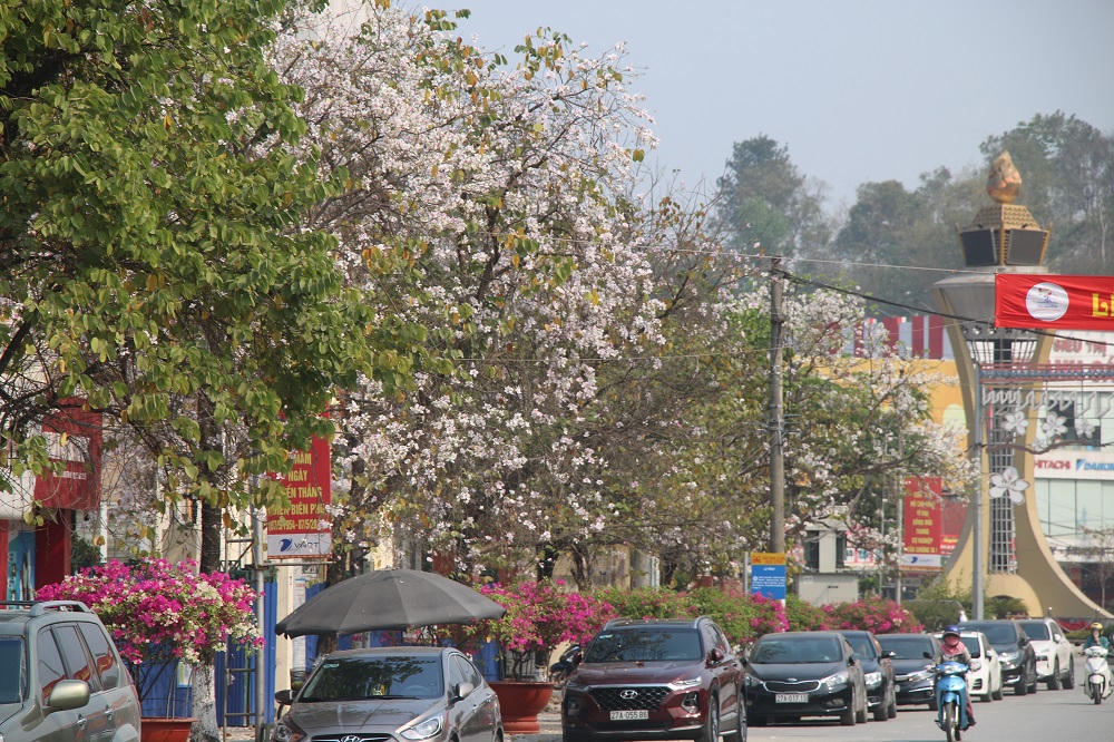 Thời điểm này hoa ban ở Điện Biên đang nở rộ.