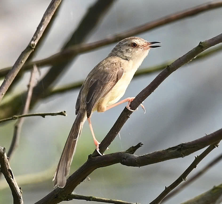 Loài Prinia inornata tại phá Hạc Hải.