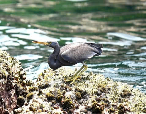 Loài Egretta sacra (Cò đen/Cò rạn).