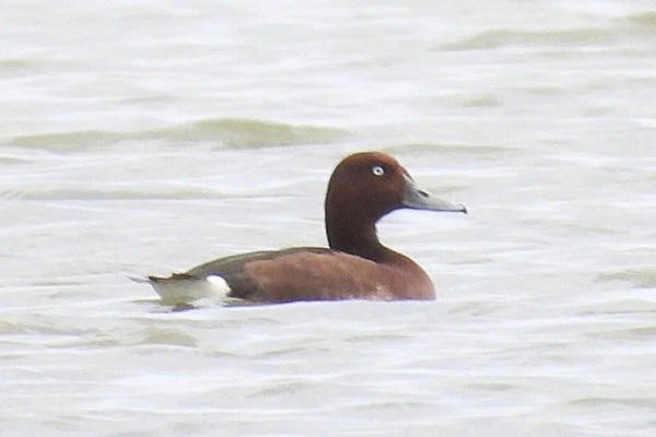 Ghi nhận 4 loài chim mới, trong đó có loài quý hiếm phía Bắc Quảng Trị