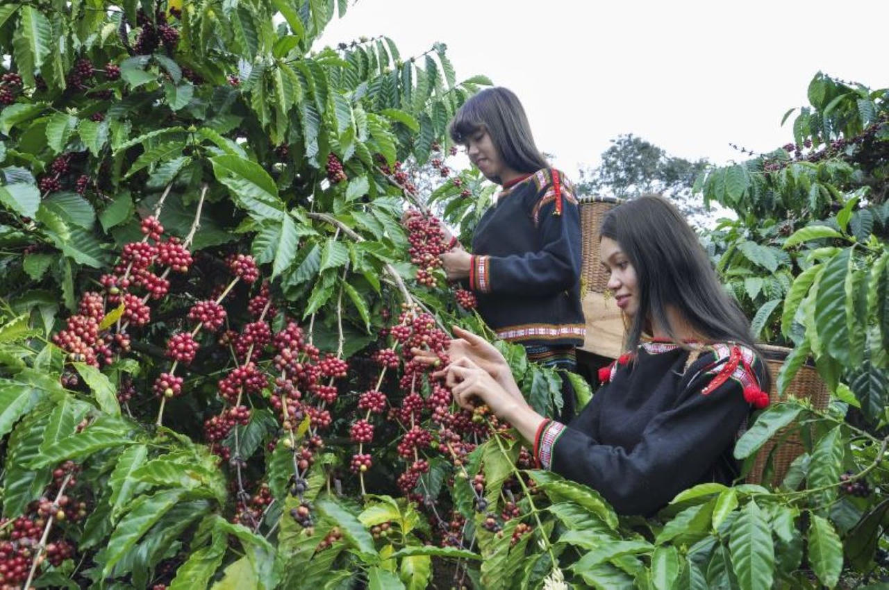 Cải thiện sinh kế bền vững cho đồng bào dân tộc thiểu số từ dự án thích ứng xanh 