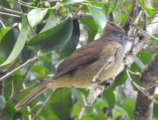 Loài Parus monticolus (Bạc má bụng vàng).