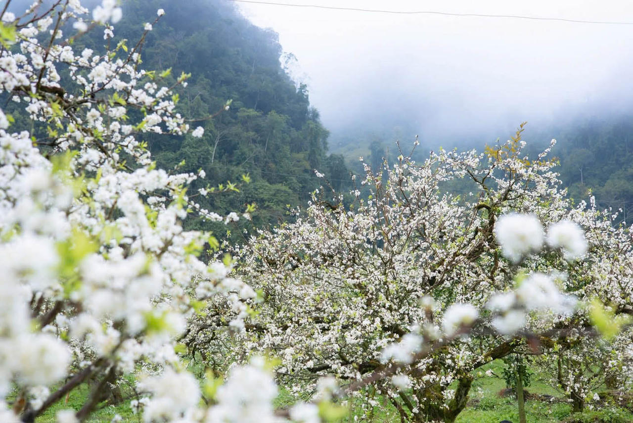 Khi hoa mận bước vào độ nở rộ, cả thung lũng như được phủ lên một tầng mây trắng bồng bềnh. (Ảnh: Hồ Thiên Nga)