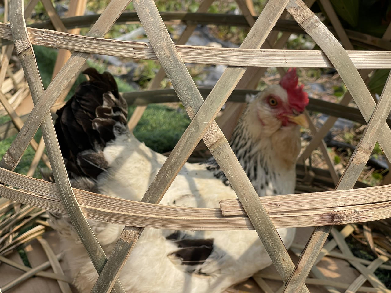 Quảng Ninh: Khai hội đình – miếu Cái Chiên sau 77 năm 