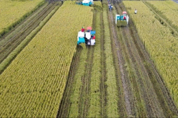 Sơ kết 2 năm thực hiện đề án 1 triệu ha lúa chất lượng cao