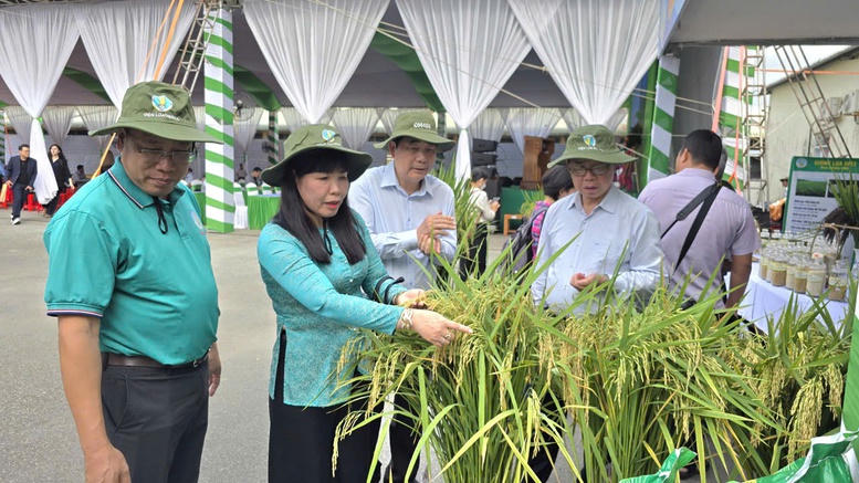 Một trong những giống lúa do Viện lúa ĐBSCL lai tạo được trồng trong đề án. (Ảnh trong bài: Lê Sơn)