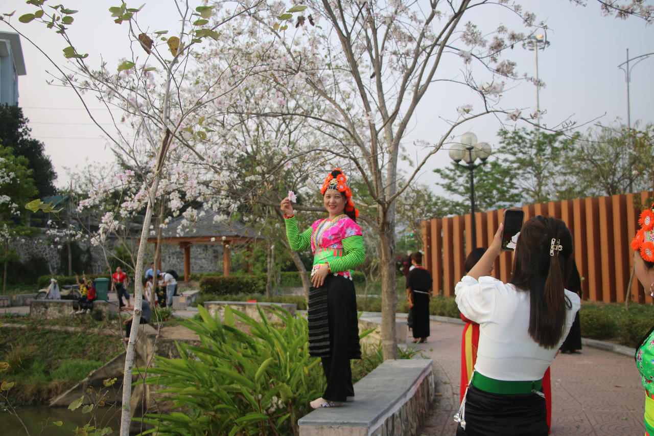 Người dân thích thú chiêm ngưỡng, chụp ảnh bên gốc ban đang nở rộ.