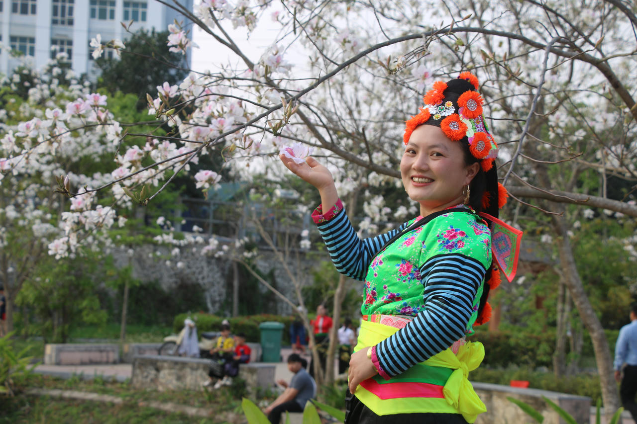 Lên Điện Biên du khách không chỉ được ngắm rừng ban nở bên các sườn đồi mà được ngắm ngay tại đường đi, góc phố. Những hàng cây ban được trồng ven đường đều bung nở trắng xóa ngập lối đi, thu hút đông đảo du khách tham quan. Đặc biệt là giới trẻ tìm đến để chụp cho mình những tấm ảnh đẹp nhất, lưu lại khoảnh khắc đáng nhớ.
