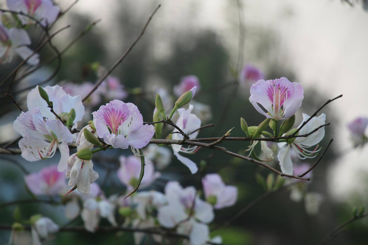 Điện Biên có nhiều loại hoa ban, với nhiều màu sắc như ban tím, ban trắng, ban đỏ, nhưng phổ biến và nhiều nhất vẫn là hoa ban trắng. Những nhành hoa ban trắng nở bồng bềnh ẩn hiện trong làn sương mờ giữa núi rừng, khiến cho bất cứ ai đặt chân đến như cảm giác đang lạc vào chốn tiên cảnh quên lối về.