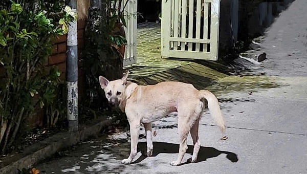 Quảng Trị ghi nhận trẻ 5 tuổi tử vong nghi do bệnh dại