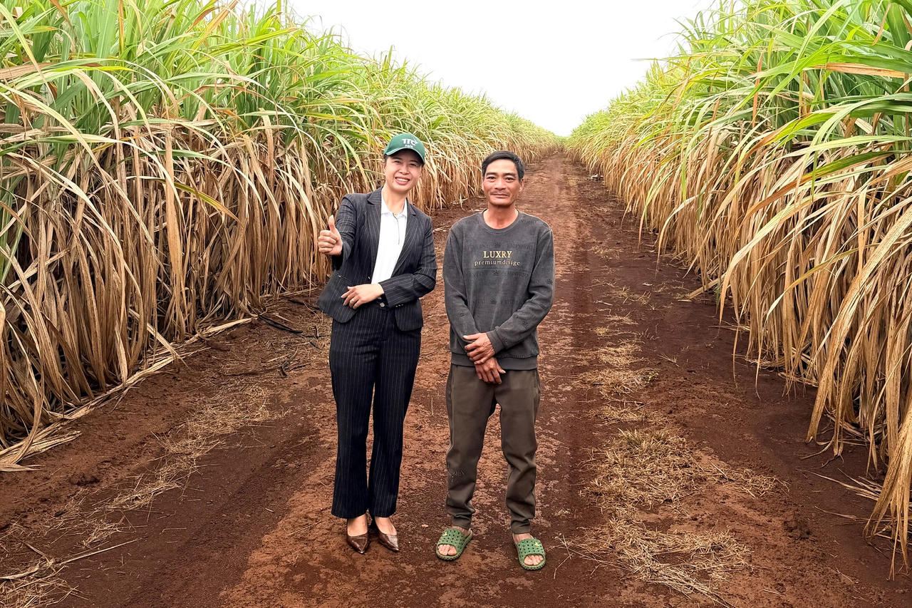 Chị Lan thường xuyên cùng người dân thăm, kiểm tra chất lượng mía.