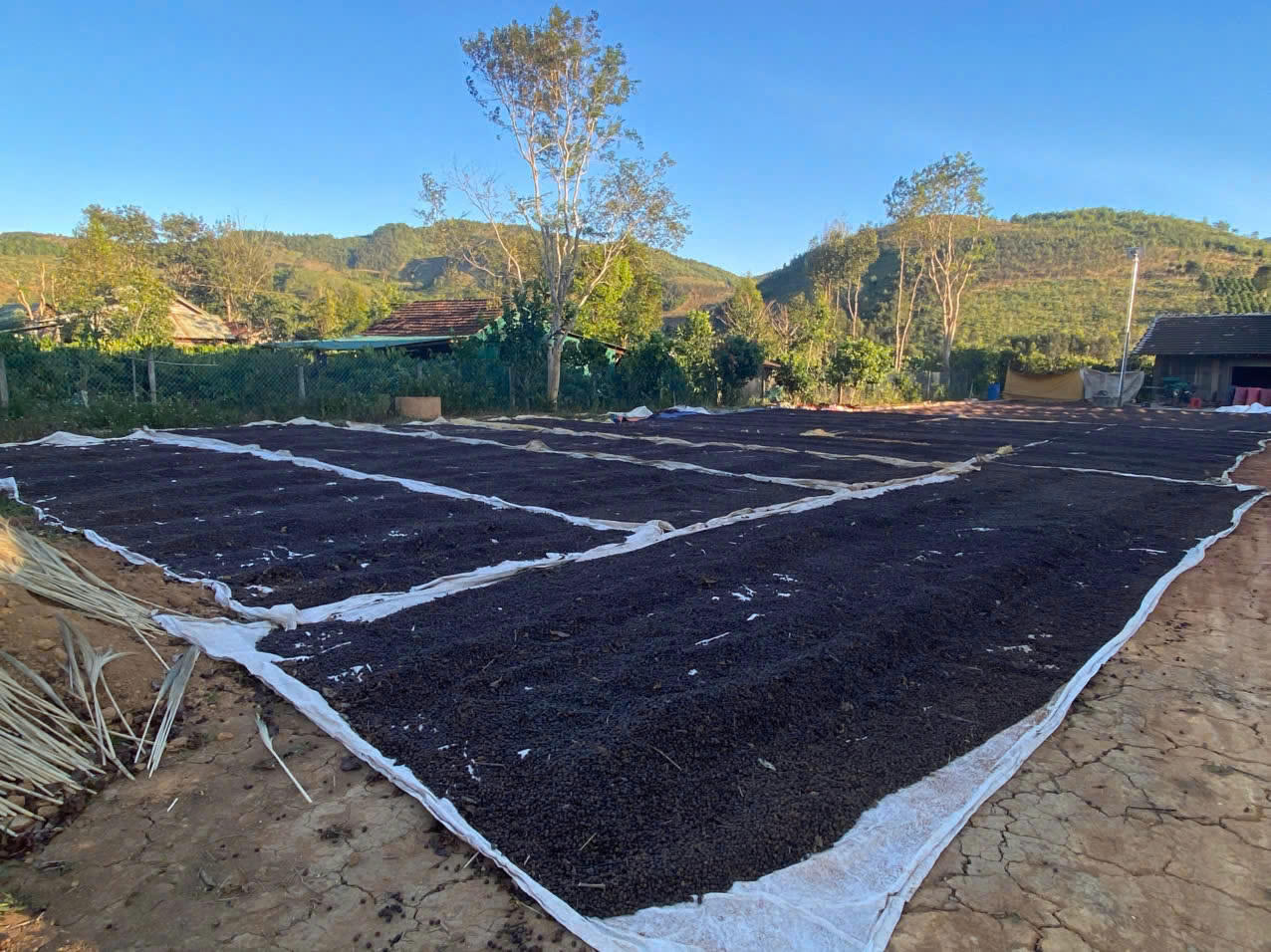 Cà phê phơi trước sân nhà dân ở xã Đăk Long. Tình hình an ninh trật tự ổn định giúp người dân yên tâm sản xuất.