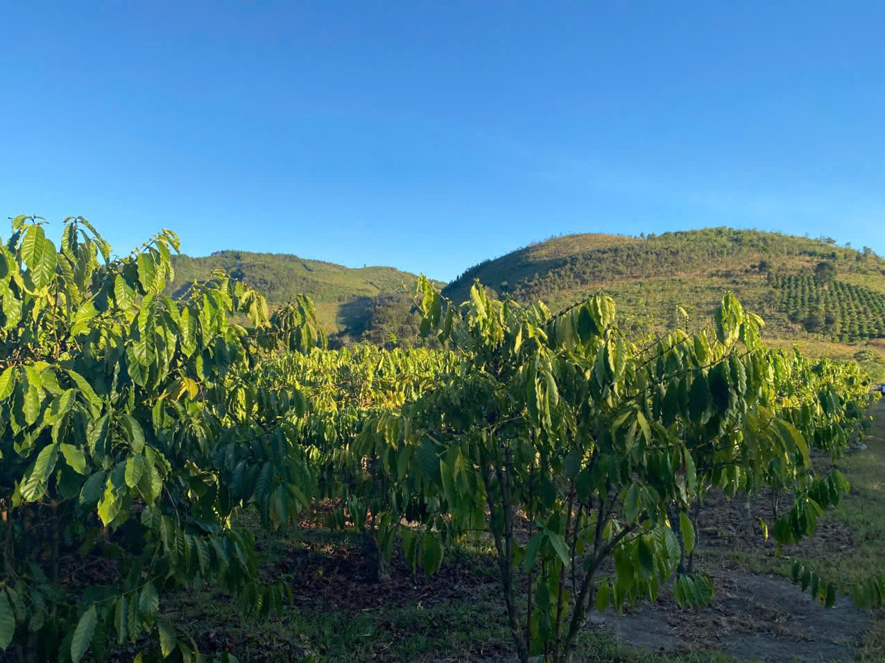 Cây cà phê đang trở thành nguồn thu nhập chính của nhiều hộ dân ở xã Đăk Long.