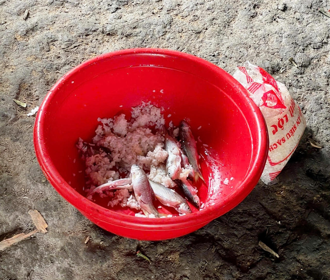 Món cá muối ủ chua khiến 3 anh em trong 1 gia đình nguy kịch.