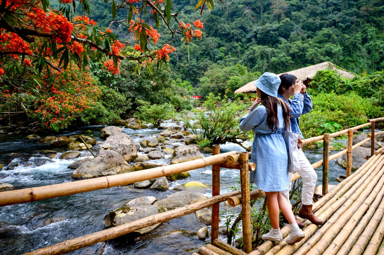 Hoa Vàng Anh khoe sắc giữa lòng Di sản Phong Nha – Kẻ Bàng