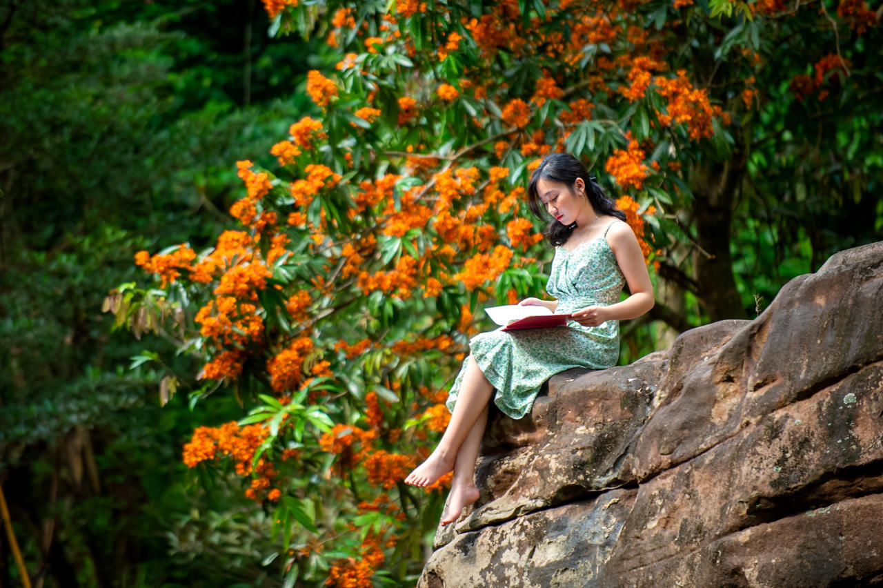 Hoa Vàng Anh khoe sắc giữa lòng Di sản Phong Nha – Kẻ Bàng