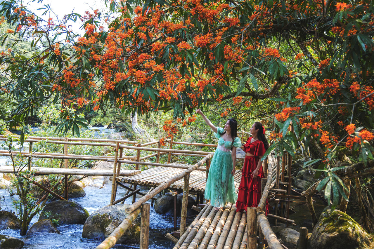 Hoa Vàng Anh khoe sắc giữa lòng Di sản Phong Nha – Kẻ Bàng