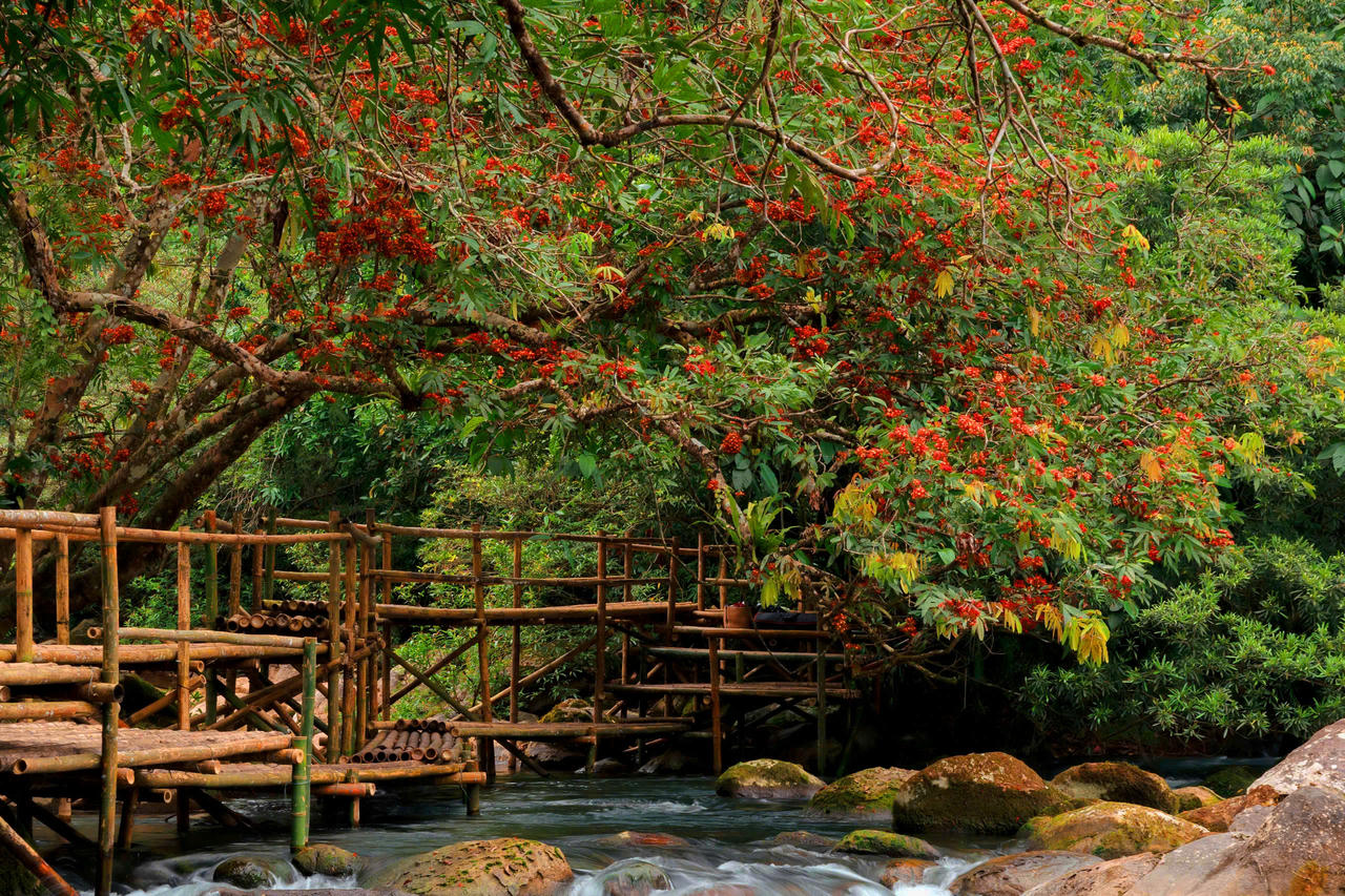 Hoa Vàng Anh khoe sắc giữa lòng Di sản Phong Nha – Kẻ Bàng
