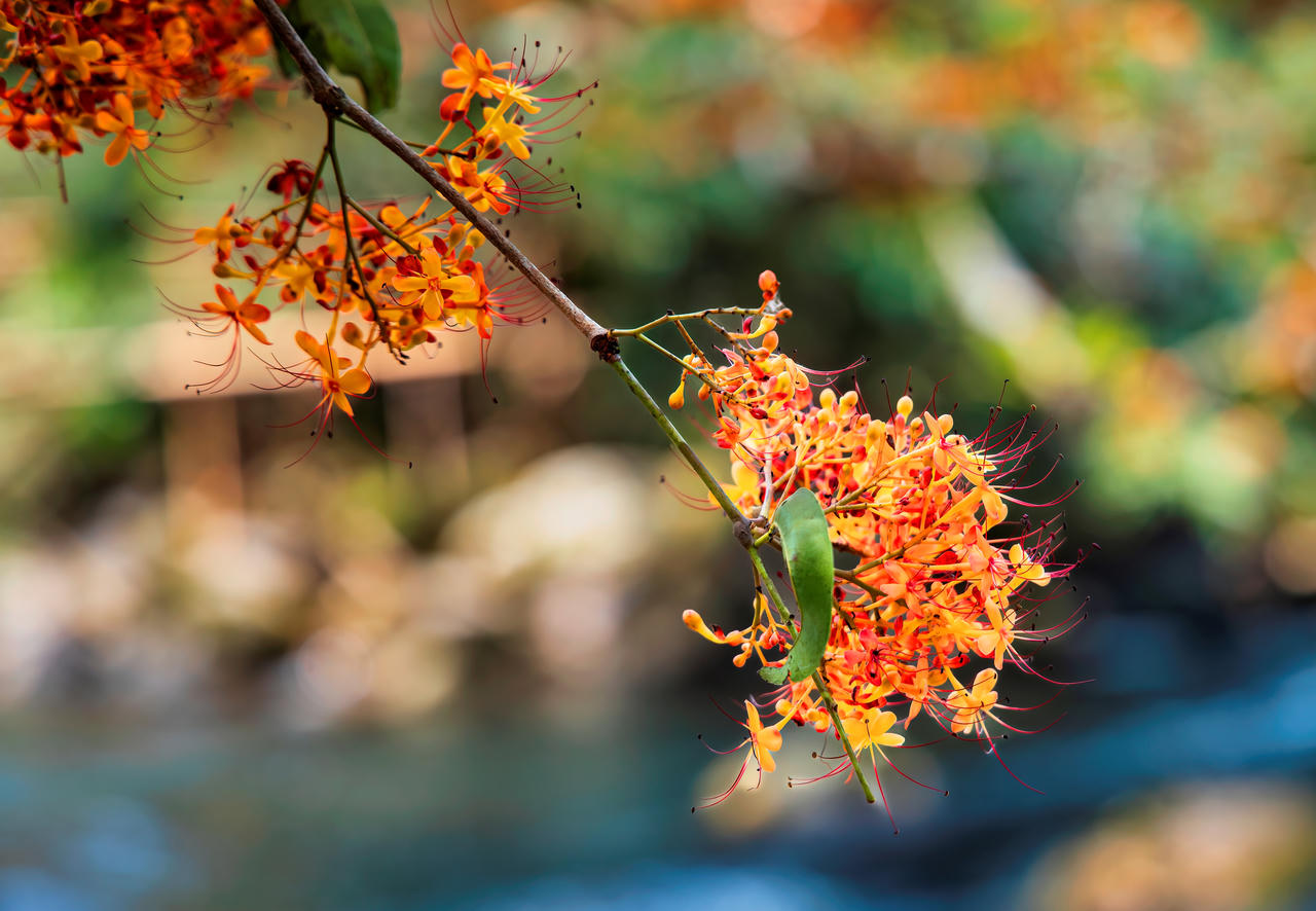 Hoa Vàng Anh khoe sắc giữa lòng Di sản Phong Nha – Kẻ Bàng
