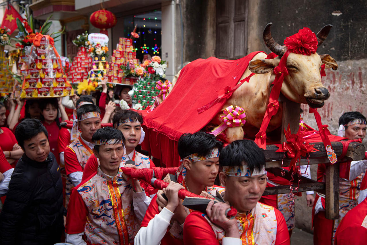 Trên mâm lễ vật dâng lên các vị thánh, thần có một con bò thui được phủ kín bằng vải lụa điều, ngoài ra còn có rất nhiều sản vật đặc trưng được các xóm, dòng họ, gia đình chăm chút chuẩn bị từ trước. (Ảnh: Sơn Tùng)