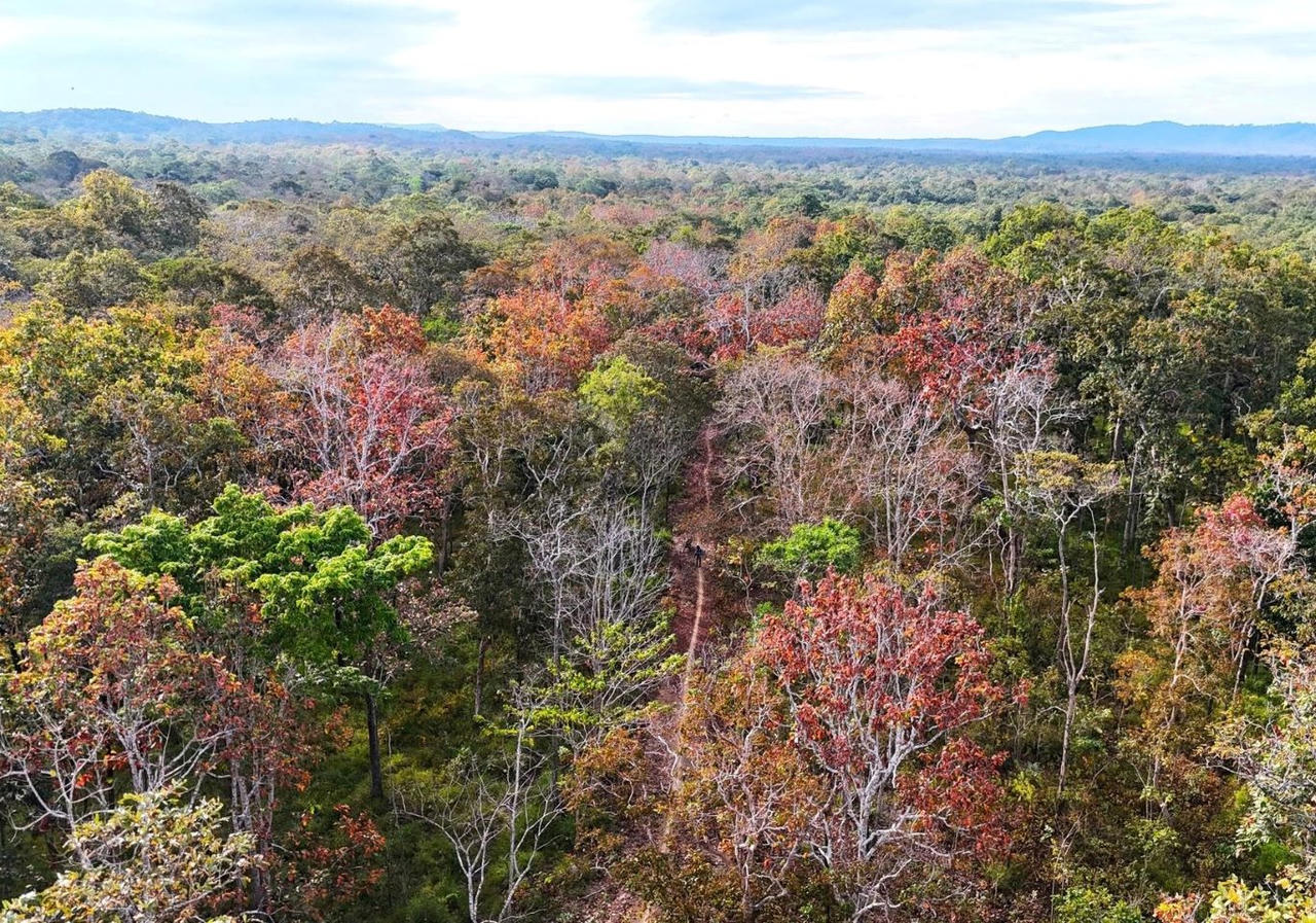 “Lá chắn” sống bảo vệ hệ sinh thái rừng khộp duy nhất tại Việt Nam