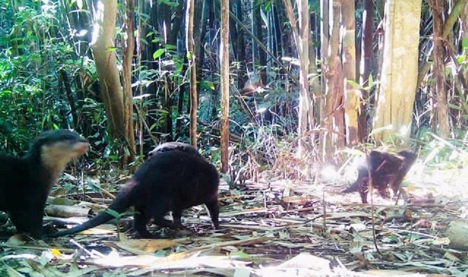 Thông qua hệ thống bẫy ảnh ghi lại rái cá quý hiếm ở Vườn quốc gia Chư Mom Ray.