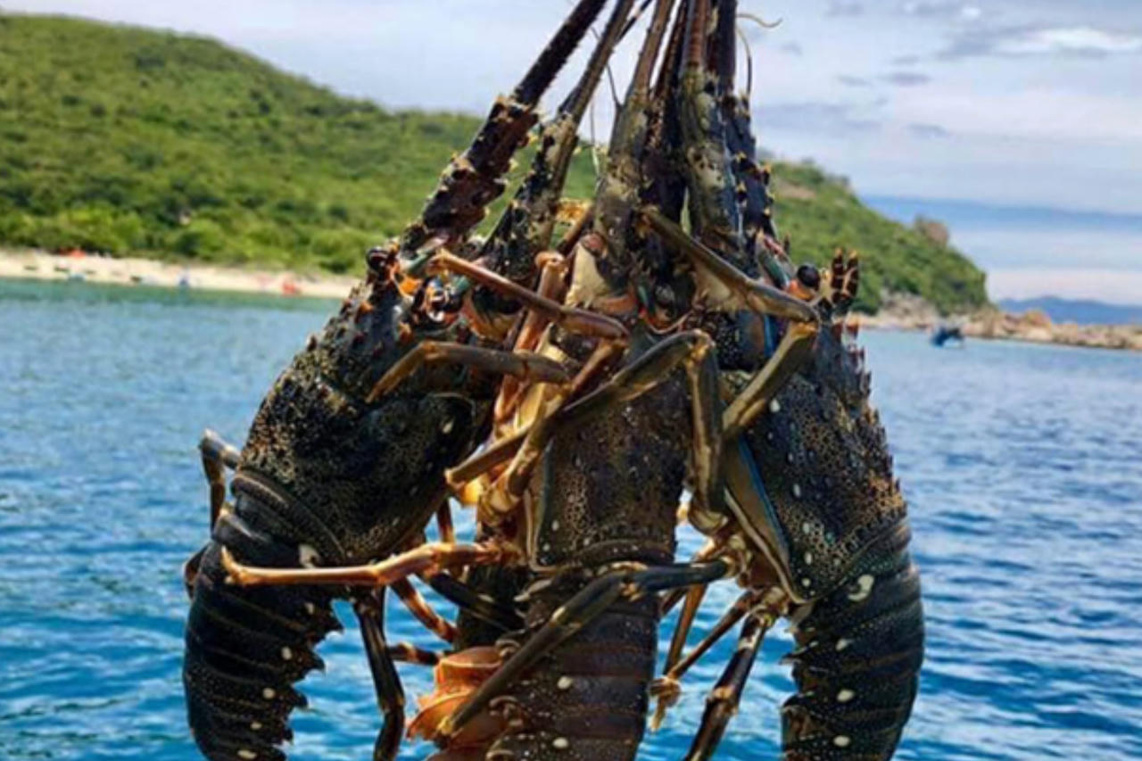 Tôm hùm tăng giá, tạo lực kéo cho xuất khẩu thủy sản đầu năm 2026