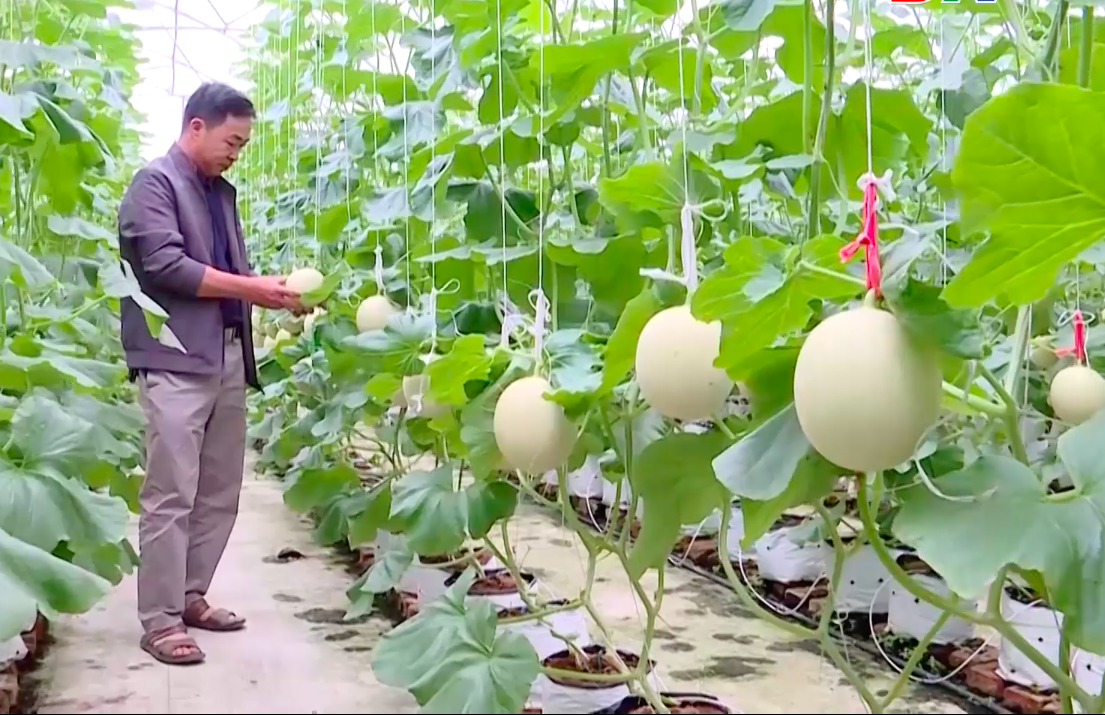 Sản phẩm dưa Phúc Lâm tại xã Xuân Cẩm đạt chứng nhận OCOP 3 Sao.