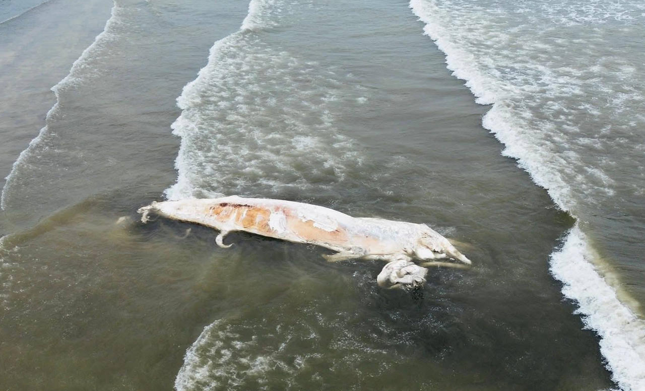 Xác cá voi nặng 5 tấn dạt vào bờ biển Nghệ An