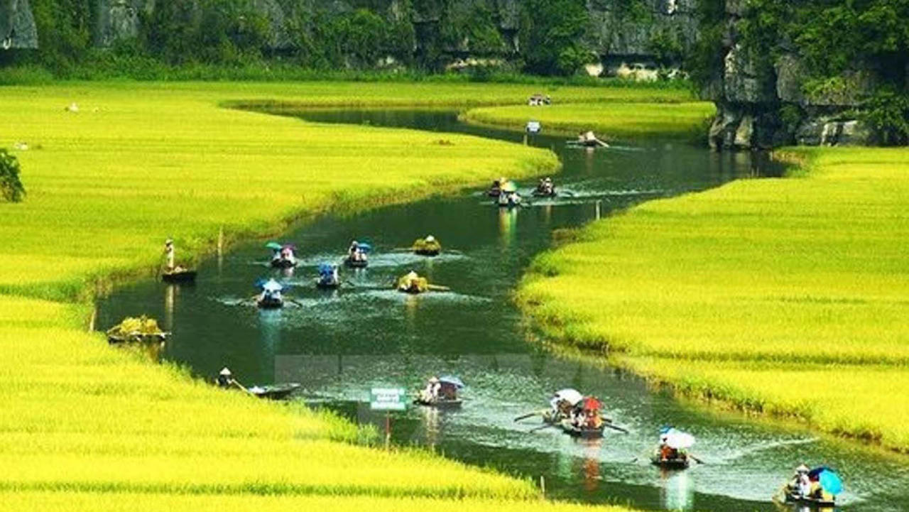 Du khách đi thuyền ngắm cánh đồng vàng tại sông Ngô Đồng - Tam Cốc. (Ảnh: DLNB)