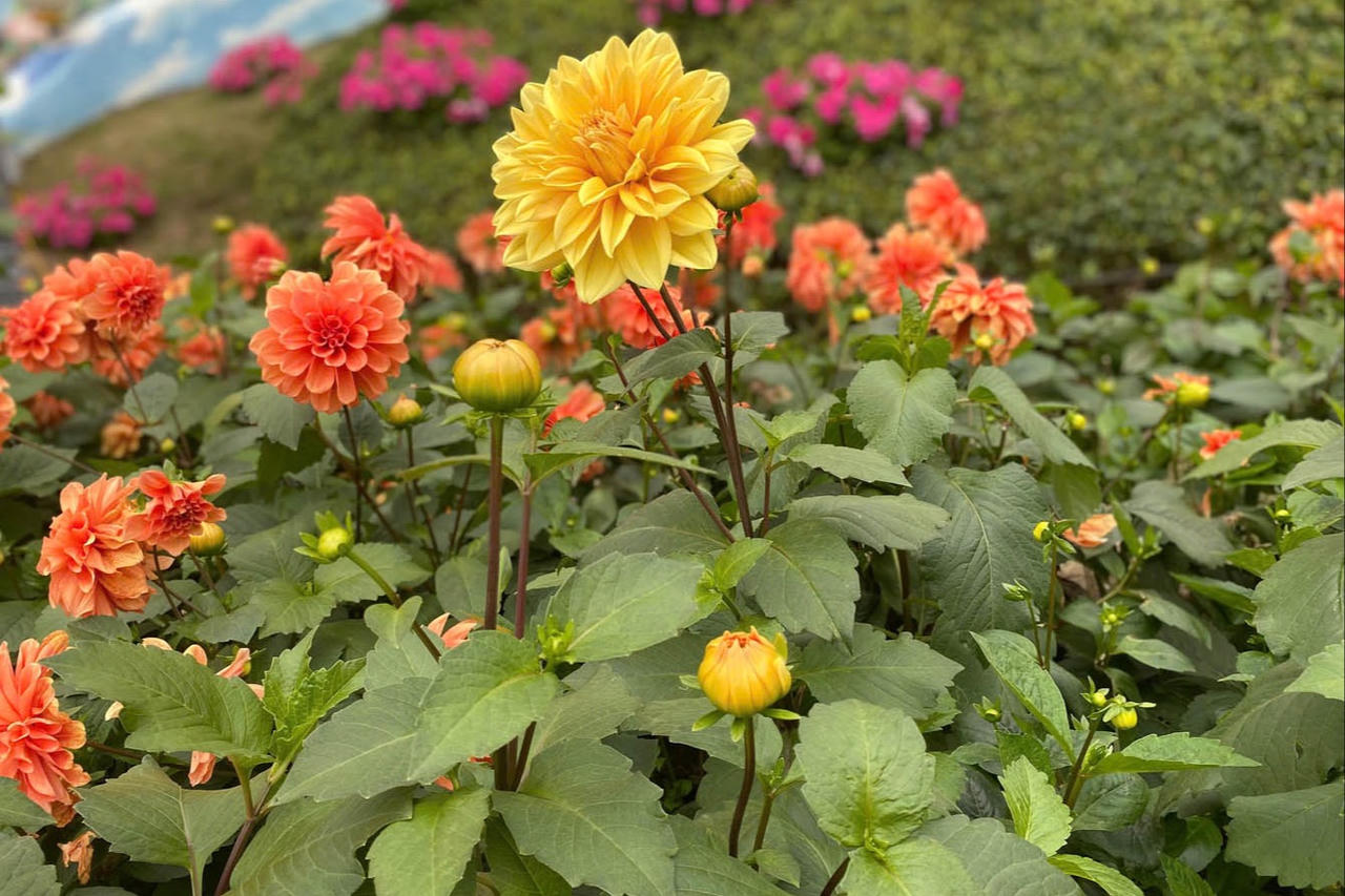 Lỡ như cuộc đời này không rực rỡ thì sao?